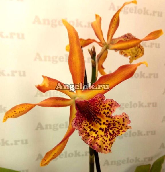 фото Каттлея (Smbc. France Fox) Тайвань от магазина магазина орхидей Ангелок