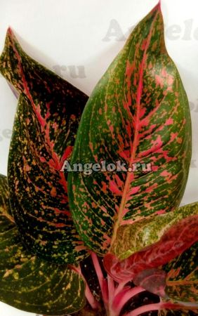 фото Аглаонема (Aglaonema Ratana Gosin) от магазина магазина орхидей Ангелок