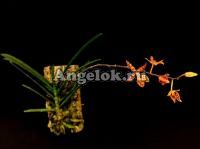 фото Ренантера уединенная (Renanthera monachica) от магазина магазина орхидей Ангелок