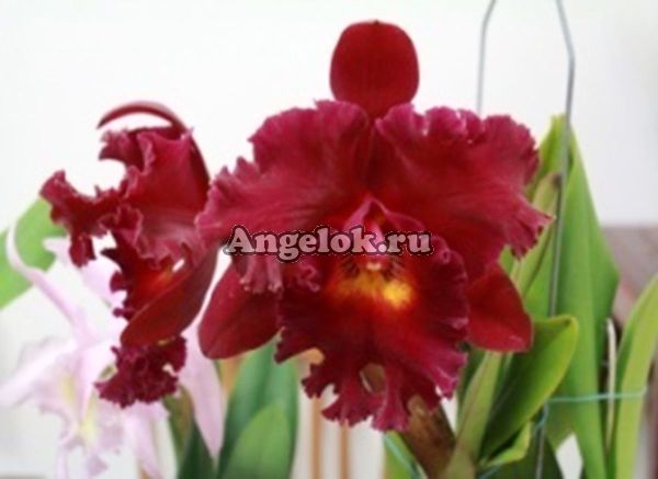 фото Каттлея (Rlc.Shinfong Vivid 'Vivi') Тайвань от магазина магазина орхидей Ангелок
