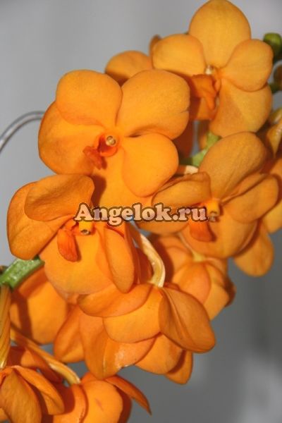 фото Ванда (Ascocenda) оранжевая от магазина магазина орхидей Ангелок