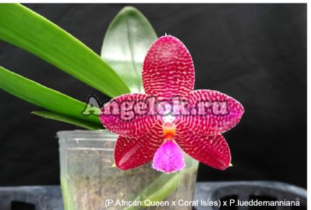 фото Фаленопсис (Phalaenopsis Zheng Min Etcing) Тайвань от магазина магазина орхидей Ангелок