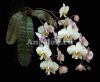 фото Фаленопсис Филиппинский (Phalaenopsis philippinensis) от магазина магазина орхидей Ангелок