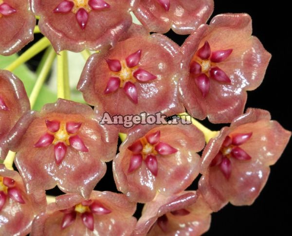 Хойя Госпожи Сиар (Hoya siariae  pink) черенок