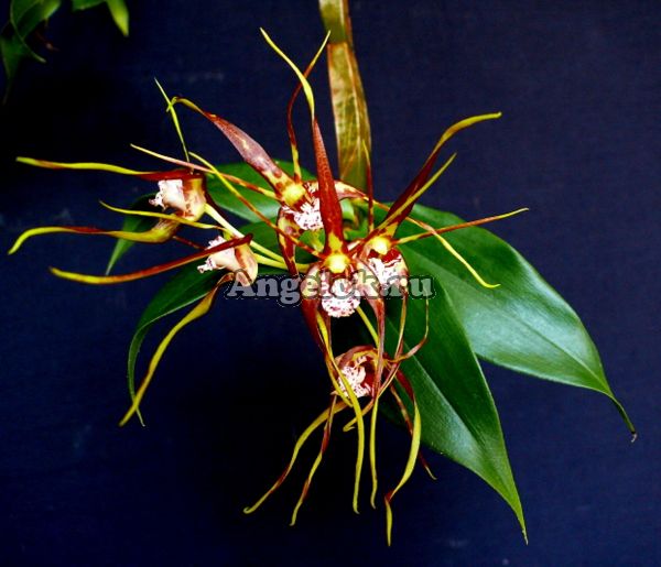 фото Дендробиум четырехугольный (Dendrobium tetragonum) от магазина магазина орхидей Ангелок
