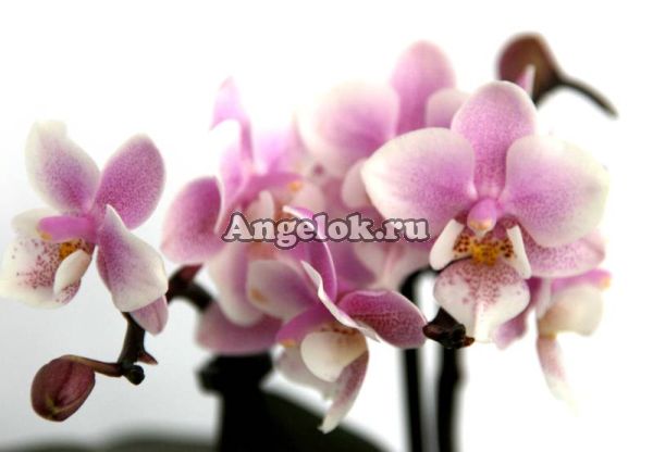 фото Фаленопсис мини (Phalaenopsis ) ph-27 от магазина магазина орхидей Ангелок