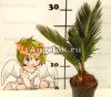 фото Цикас отогнутый (Cycas revoluta) от магазина магазина орхидей Ангелок