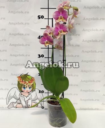 Фаленопсис Пиниф (Phalaenopsis Pinyf)