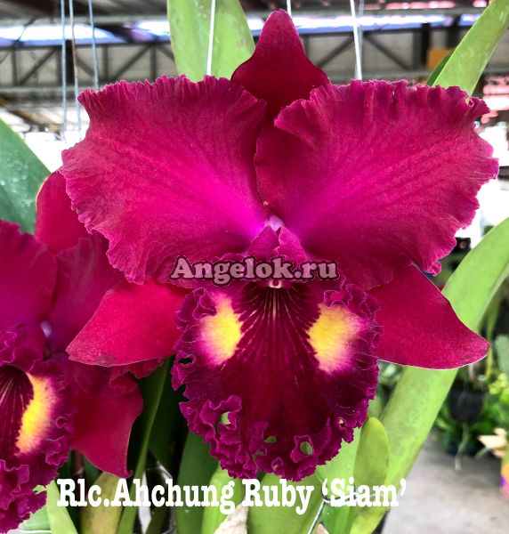 фото Каттлея (Rlc.Ahchung Ruby 'Siam') от магазина магазина орхидей Ангелок