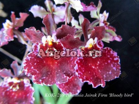 фото Толумния (Tolumnia Bloody Bird) от магазина магазина орхидей Ангелок