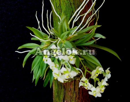 фото Зигостатес (Zygostates alleniana) от магазина магазина орхидей Ангелок