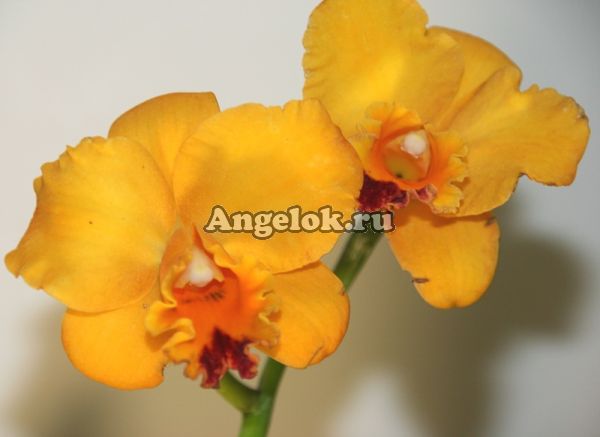 фото Каттлея (Cattleya) cat-18_1 от магазина магазина орхидей Ангелок