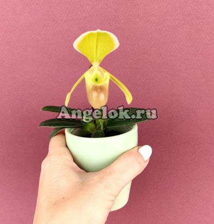 фото Пафиопедилум Елены (Paphiopedilum helenae) от магазина магазина орхидей Ангелок