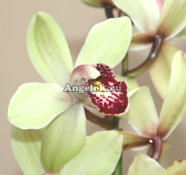 фото Цимбидиум (Cymbidium) c-09 от магазина магазина орхидей Ангелок