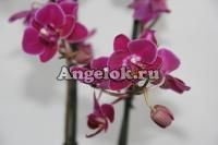 Фаленопсис (Phalaenopsis ) ph-71