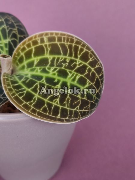 фото Доссиния мраморная (Dossinia marmorata) от магазина магазина орхидей Ангелок