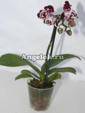 Фаленопсис мини (Phalaenopsis ) ph-65