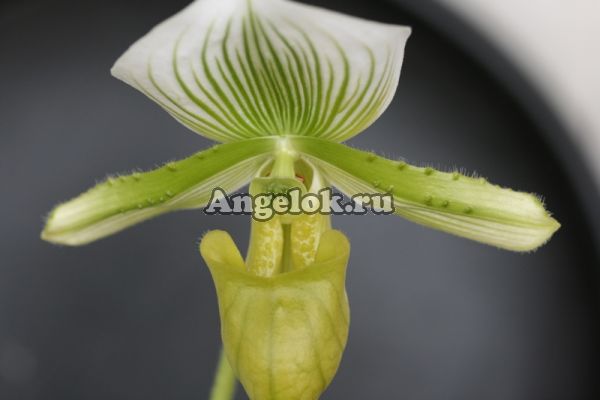фото Пафиопедилум Мауди (Paphiopedilum Maudiae) от магазина магазина орхидей Ангелок