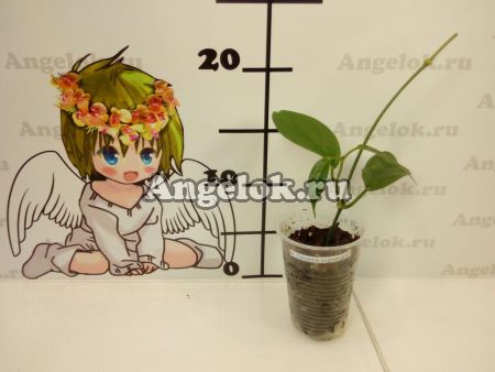 Хойя кориацея (Hoya coriacea) черенок