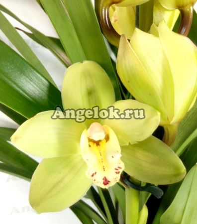 фото Цимбидиум (Cymbidium Paddy Green) зеленый от магазина магазина орхидей Ангелок