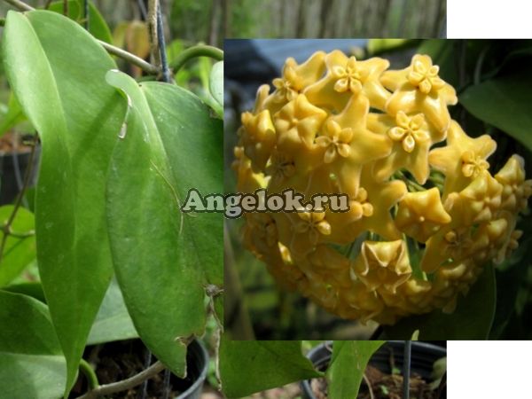 фото Хойя Кенеяна (Hoya kenejiana) черенок от магазина магазина орхидей Ангелок