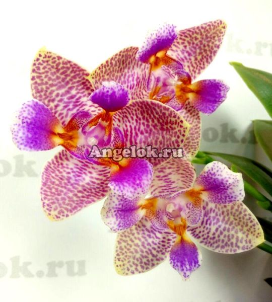 фото Фаленопсис Джой Фейри Тейл (Phalaenopsis Joy Fairy Tale) Тайвань от магазина магазина орхидей Ангелок