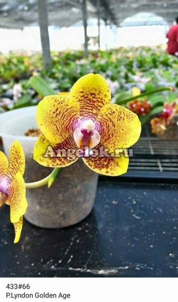 фото Фаленопсис (Phalaenopsis Lyndon Golden Age_66) Тайвань от магазина магазина орхидей Ангелок