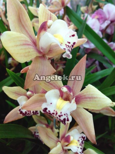 фото Цимбидиум (Cymbidium) c-12 от магазина магазина орхидей Ангелок