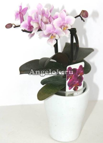 фото Фаленопсис мини (Phalaenopsis ) ph-27 от магазина магазина орхидей Ангелок