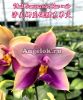 фото Фаленопсис Самера (Phalaenopsis Samera var. blue × sib) Тайвань от магазина магазина орхидей Ангелок