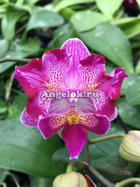 фото Фаленопсис пелорик (Phalaenopsis Chia E Berry x Фаленопсис Phalaenopsis Pingtung Tako'ES'type) Тайвань от магазина магазина орхидей Ангелок