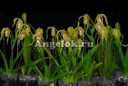 фото Фрагмипедиум (Phragmipedium humboldtii) от магазина магазина орхидей Ангелок
