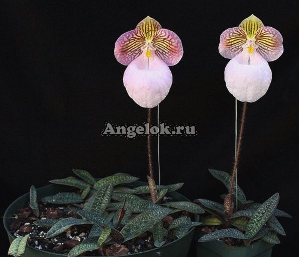 фото Пафиопедилум Микрантум (Paphiopedilum micranthum) от магазина магазина орхидей Ангелок