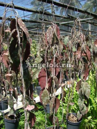 фото Хойя Каудата (Hoya caudata) от магазина магазина орхидей Ангелок