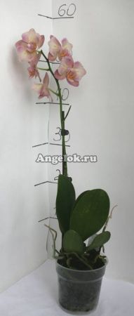 Фаленопсис (Phalaenopsis ) ph-11_2