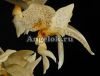 фото Стангопея (Stanhopea Penelope) детка от магазина магазина орхидей Ангелок