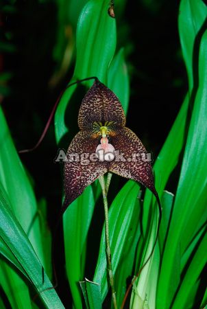 фото Дракула (Dracula roezlii) от магазина магазина орхидей Ангелок