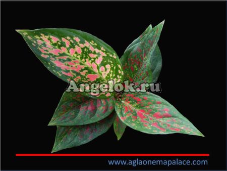 Аглаонема (Aglaonema Venus)