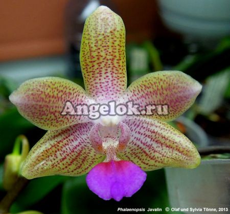 фото Фаленопсис Javalin (Phalaenopsis lindenii x javanica) от магазина магазина орхидей Ангелок
