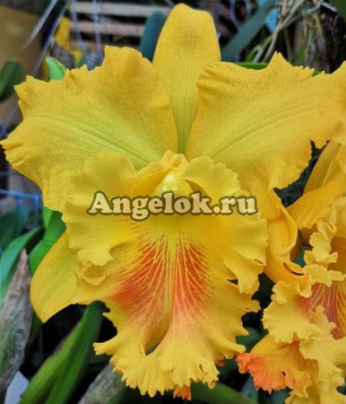 фото Каттлея (Rlc. Chief Prince) Тайвань от магазина магазина орхидей Ангелок