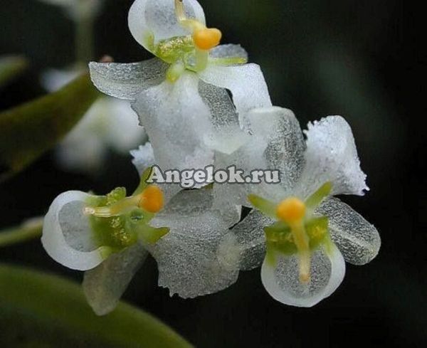 фото Зигостатес (Zygostates alleniana) от магазина магазина орхидей Ангелок