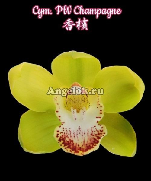фото Цимбидиум Шампанское (Cym. PW Champagne) Тайвань от магазина магазина орхидей Ангелок