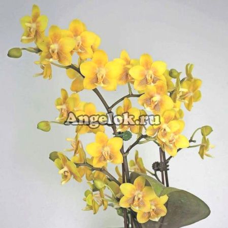 фото Фаленопсис Желтый Шоколад (Phalaenopsis Yellow Chocolate) Тайвань от магазина магазина орхидей Ангелок