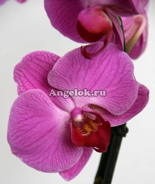 фото Фаленопсис (Phalaenopsis ) ph-05_2 от магазина магазина орхидей Ангелок