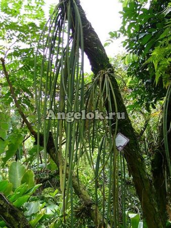 фото Онцидиум Стейси (Onc.stacyi) Тайвань от магазина магазина орхидей Ангелок