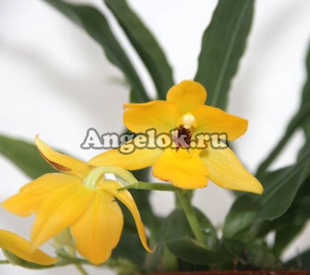 фото Променея (Promenaea Sunlight) детка от магазина магазина орхидей Ангелок