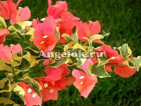 фото Бугенвиллия пестролистная (Bougainvillea Salmon Variegata) черенок от магазина магазина орхидей Ангелок