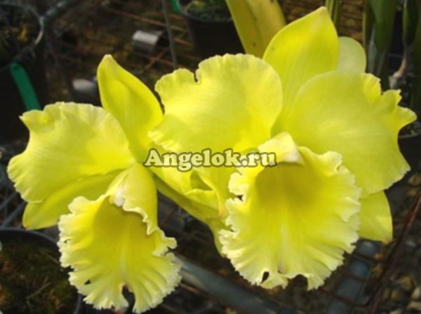фото Каттлея (Rhy. Ta-shiang Yellow Dragon"Pu Ti Gold") Тайвань от магазина магазина орхидей Ангелок
