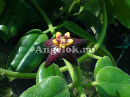 фото Хойя цилиата (Hoya Ciliata) от магазина магазина орхидей Ангелок