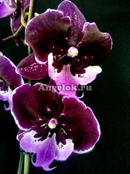 фото Фаленопсис Биг Лип Хот Кисс (Phalaenopsis Hot Kiss) от магазина магазина орхидей Ангелок